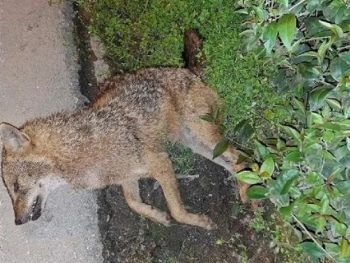Τσακάλι εντοπίστηκε νεκρό στο Γιαννιώτικο Σαλόνι