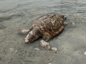 Μια ακόμη χελώνα εντοπίστηκε νεκρή