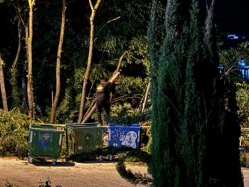 Χωρίς καμία άδεια οι κοπές δέντρων στον Φρόντζο