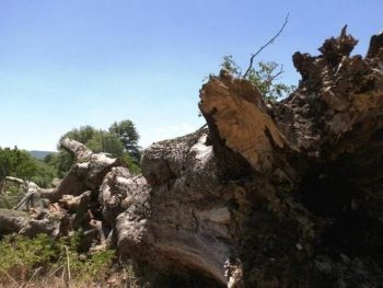 Λογγάδες Ιωαννίνων: Αιωνόβιος πλάτανος έπεσε πάνω σε θερμοκήπιο