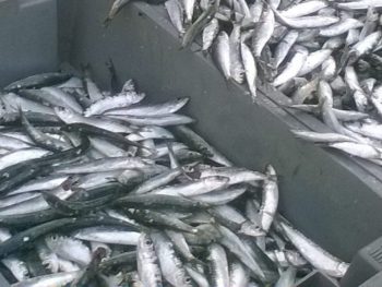 Λιγότερα αλιεύματα για το 2024 δείχνουν τα στοιχεία της ΕΛΣΤΑΤ για την παράκτια ζώνη της Ηπείρου και του Αμβρακικού Κόλπου