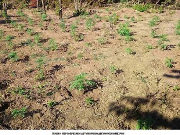 Φυτεία κάνναβης σε δασική περιοχή των Ιωαννίνων