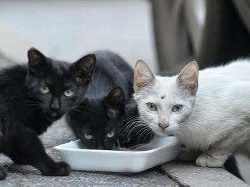 Μητρώο εθελοντών φιλόζωων στο δήμο Ιωαννιτών