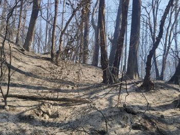 Σταματά το κυνήγι για τρία χρόνια στις καμένες εκτάσεις του Δήμου Ζηρού