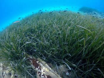 Έρευνα για την χλωρίδα του Αμβρακικού από ομάδα του Πανεπιστημίου Πατρών