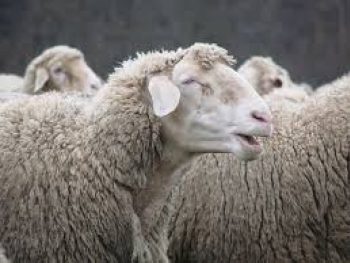 Αρνητικά τα αποτελέσματα για τον ιό της ευλογιάς σε μονάδα εκτροφής αιγοπροβάτων