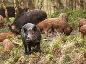 Αγριογούρουνο προκάλεσε το θανατηφόρο στην Παραμυθιά