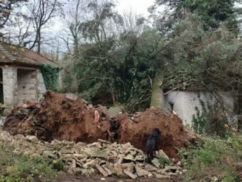  Τεράστια κυπαρίσσια ξεριζώθηκαν στο Διλοφο Ζαγορίου