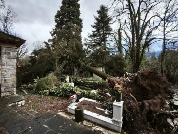 Δίλοφο: Εκτεταμένες ζημιές στο νεκροταφείο από κυπαρίσσια που ξεριζώθηκαν