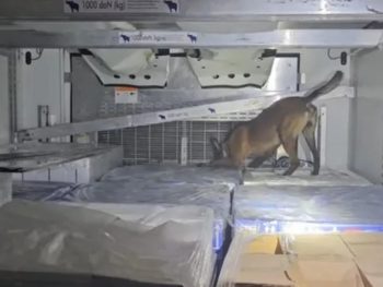 Πάνω 350 κιλά skunk κατασχέθηκαν στο λιμάνι της Ηγουμενίτσας