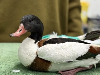 Σπάνιο πτηνό από τον Αμβρακικό Κόλπο μεταφέρθηκε τραυματισμένο στο κέντρο της ΑΝΙΜΑ