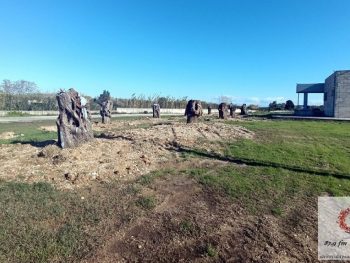 Eλαιόδεντρα από τον Ενετικό Ελαιώνα φυτεύτηκαν στο Μουσείο Νικόπολης 