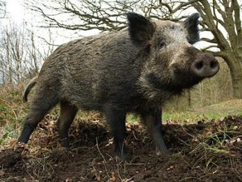 Συγκρότηση συνεργείων για τον έλεγχο του πληθυσμού των αγριόχοιρων στην Π.Ε Πρέβεζας