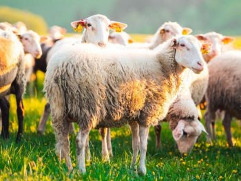 Συναγερμός για ευλογιά προβάτων και στην Ήπειρο