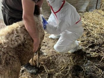 Επιβεβαιώθηκε κρούσμα ευλογιάς προβάτων στον Δήμο Πάργας