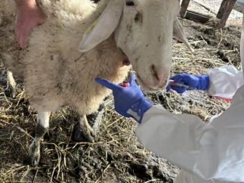 Σε αναμονή των  αποτελεσμάτων για πιθανά κρούσματα ευλογιάς των προβάτων οι υπηρεσίες της Ηπείρου