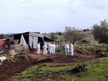 Μέτρα για τις ζωοτροφές για την αντιμετώπιση της ευλογιάς των αιγοπροβάτων