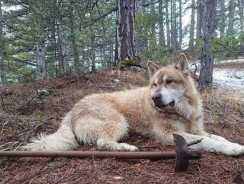 Σμόλικας: Πέθανε o σκύλος-σύμβολο της Δρακόλιμνης