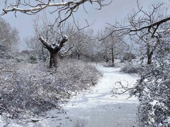 Χιονόπτωση στην Κοινότητα Φανερωμένης