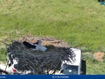 18 φέτος οι φωλιές των πελαργών στην Φιλιππιάδα