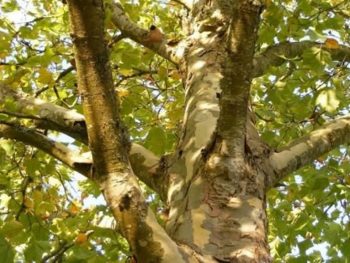 Νέα επιχείρηση καθαρισμού πλατάνων στον ποταμό Λούρο