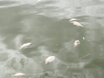 Άμεση κινητοποίηση του Δήμου Ιωαννιτών για τα νεκρά ψάρια στη λίμνη