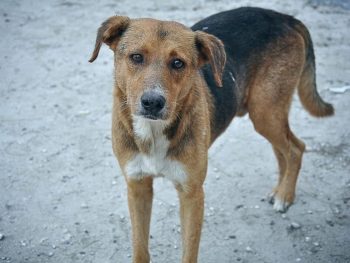 Γέμισαν φόλες την Πέρδικα