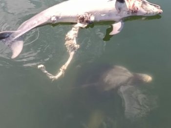 Συγκίνηση με τον θρήνο του δελφινιού για το νεκρό νεογνό 