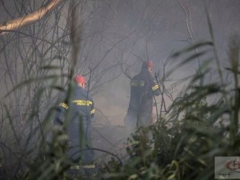 Δεκαετής απαγόρευση βόσκησης σε υπό αναδάσωση περιοχές της Πρέβεζας και του Ζηρού