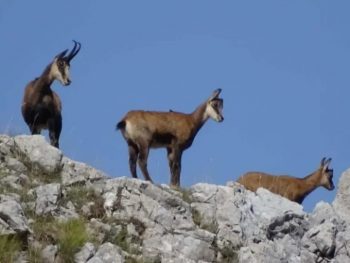 Μιτσικέλι: Αποκεφάλισαν προστατευόμενο αγριόγιδο