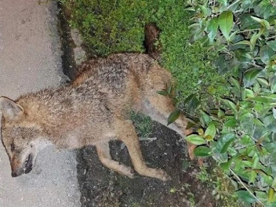 Τσακάλι εντοπίστηκε νεκρό στο Γιαννιώτικο Σαλόνι
