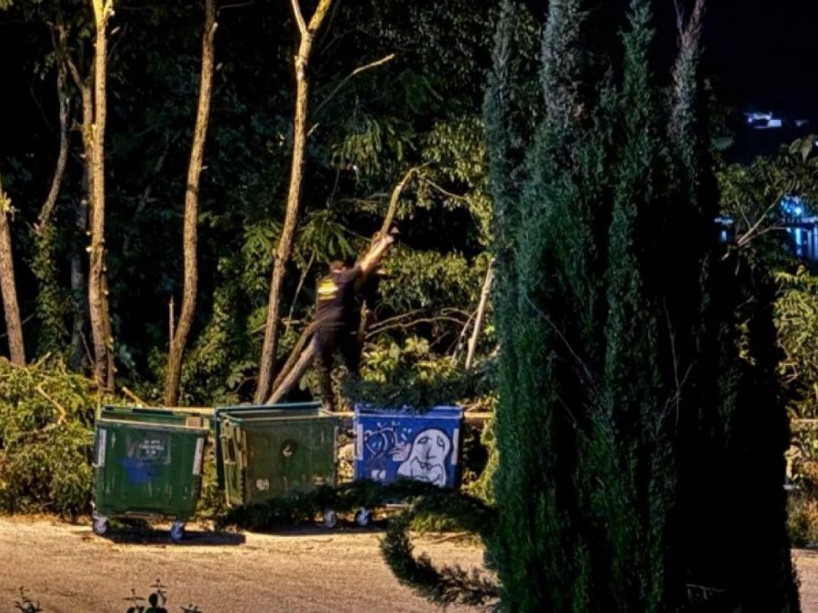 Χωρίς καμία άδεια οι κοπές δέντρων στον Φρόντζο