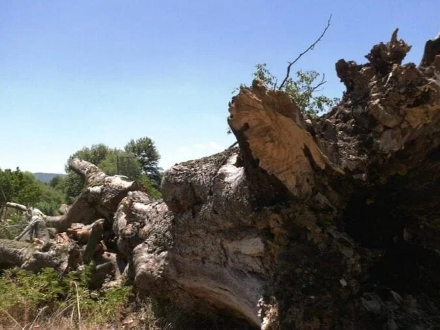 Λογγάδες Ιωαννίνων: Αιωνόβιος πλάτανος έπεσε πάνω σε θερμοκήπιο