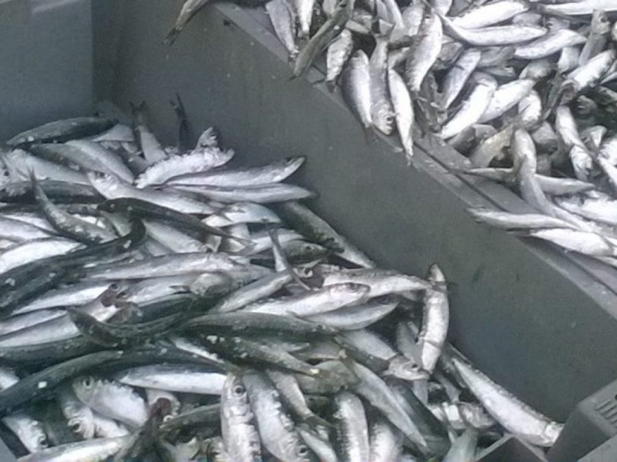 Λιγότερα αλιεύματα για το 2024 δείχνουν τα στοιχεία της ΕΛΣΤΑΤ για την παράκτια ζώνη της Ηπείρου και του Αμβρακικού Κόλπου