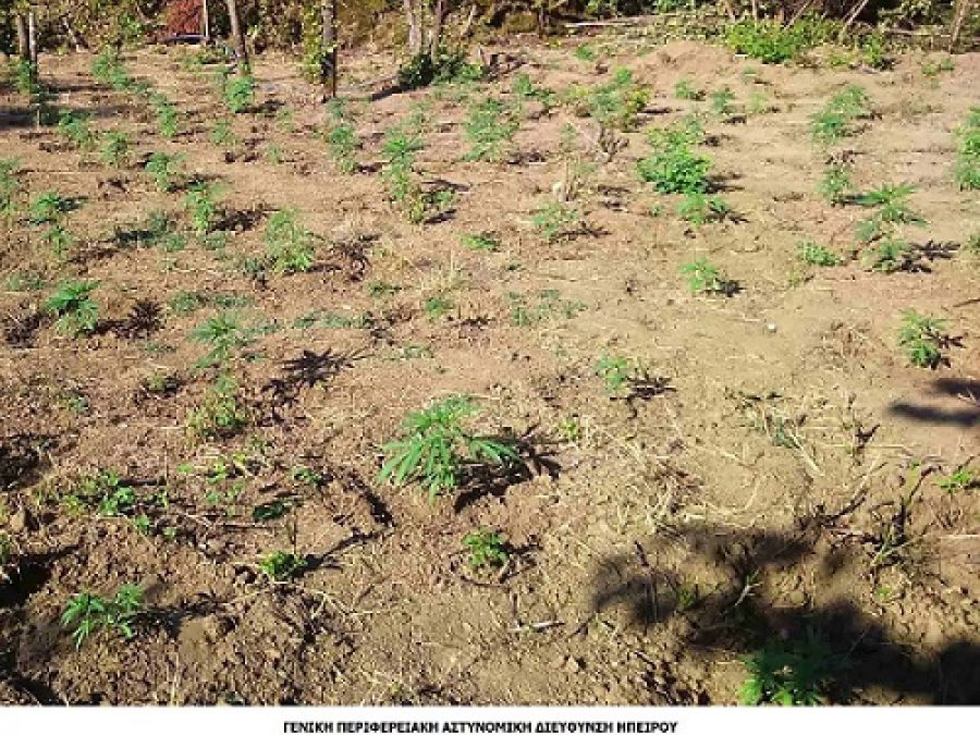 Φυτεία κάνναβης σε δασική περιοχή των Ιωαννίνων