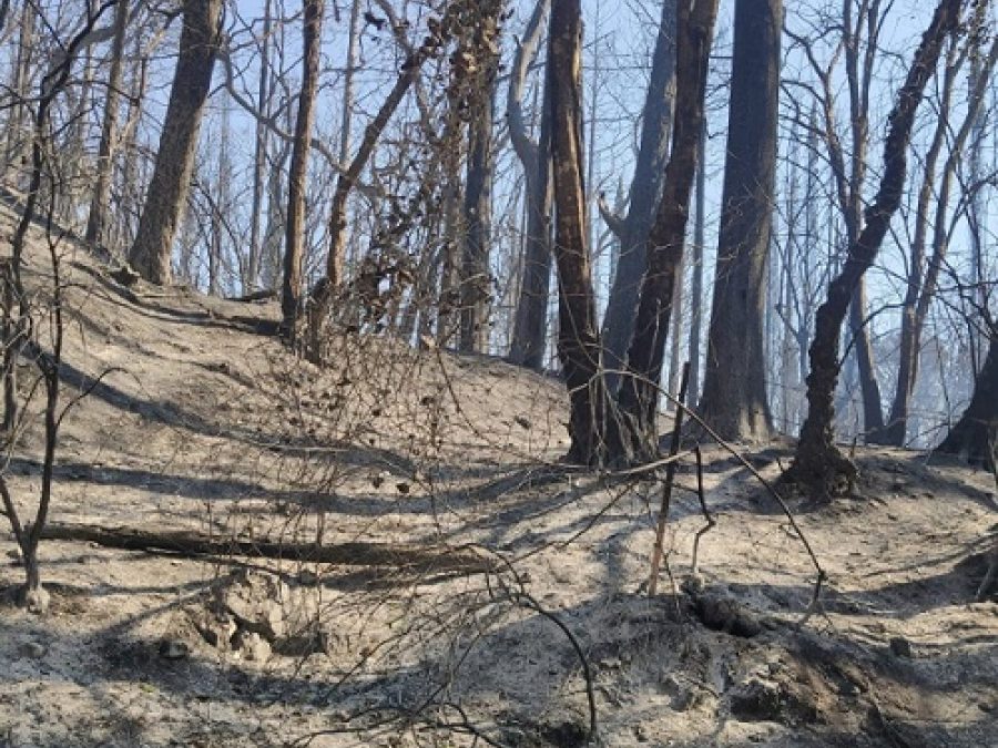 Σταματά το κυνήγι για τρία χρόνια στις καμένες εκτάσεις του Δήμου Ζηρού