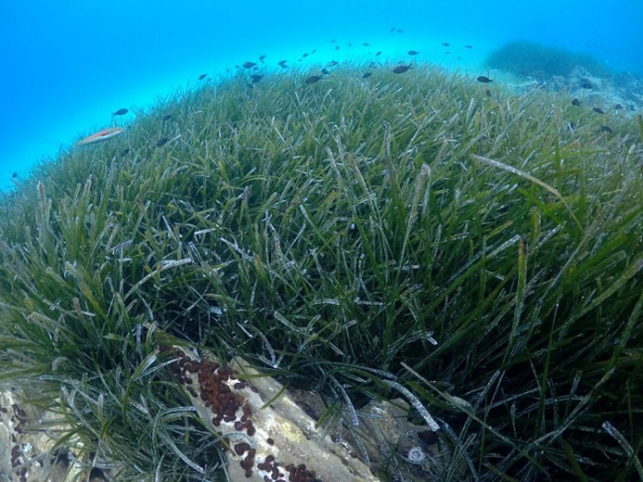 Έρευνα για την χλωρίδα του Αμβρακικού από ομάδα του Πανεπιστημίου Πατρών