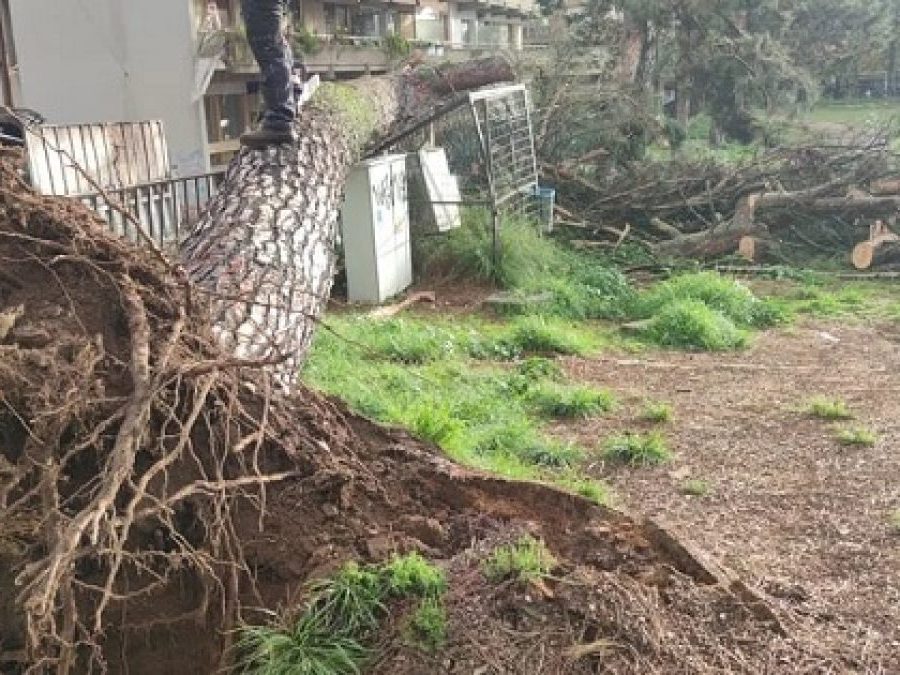 Άμεση παρέμβαση του Δήμου Ιωαννιτών μετά την πτώση δέντρου στη Ζωσιμαία Παιδαγωγική Ακαδημία