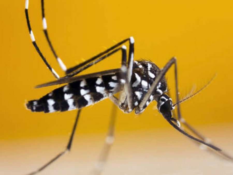 Σε επιφυλακή για λοιμώξεις από τον ιό του Δυτικού Νείλου