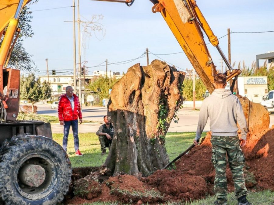 Ελιές από τον Ενετικό Ελαιώνα κοσμούν τους κόμβους της Πρέβεζας