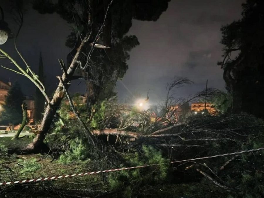 Κατέρρευσε δέντρο στο Πάρκο Γηροκομείου