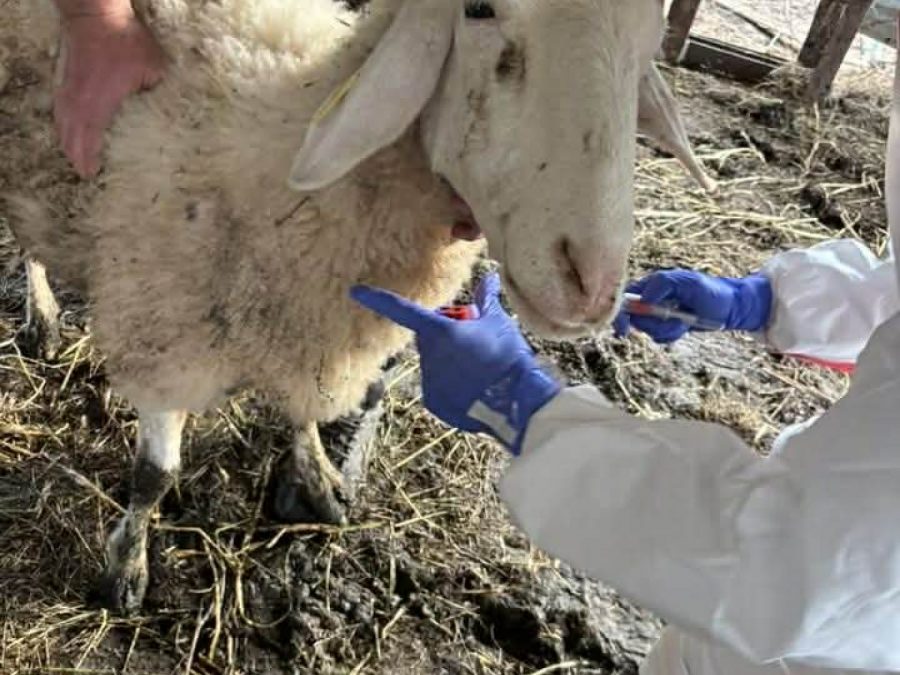 Σε αναμονή των  αποτελεσμάτων για πιθανά κρούσματα ευλογιάς των προβάτων οι υπηρεσίες της Ηπείρου