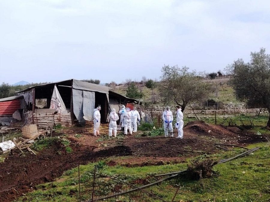 Μέτρα για τις ζωοτροφές για την αντιμετώπιση της ευλογιάς των αιγοπροβάτων