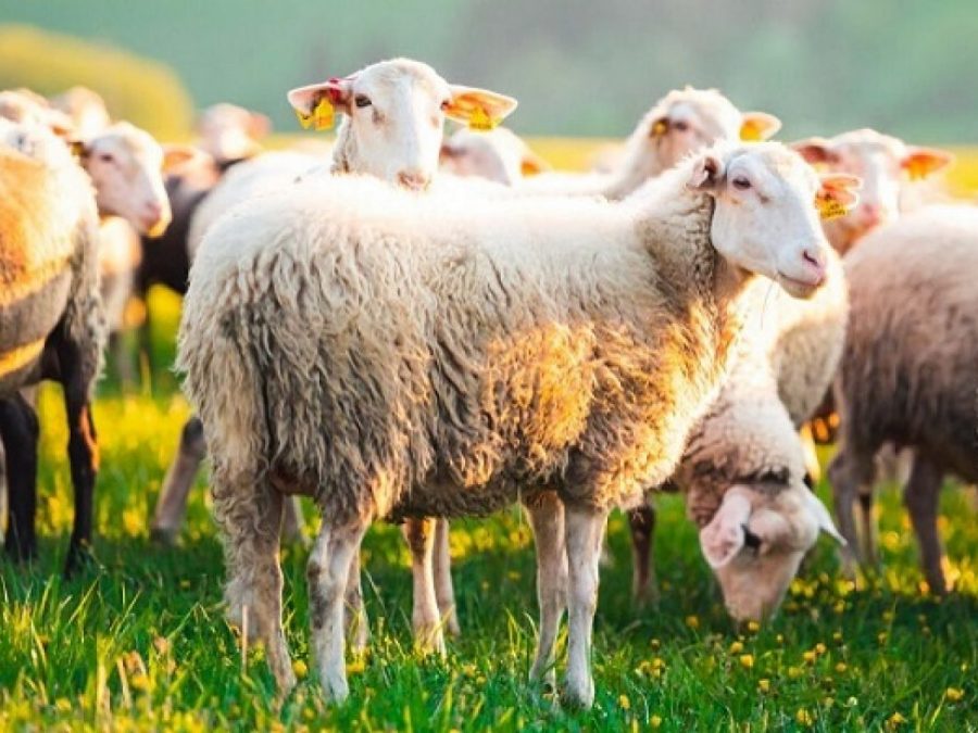 Τα μέτρα περιορισμού  μετακινήσεων αιγοπροβάτων στην Π.Ε. Πρέβεζας λόγω  επιβεβαιωμένου κρούσματος ευλογιάς