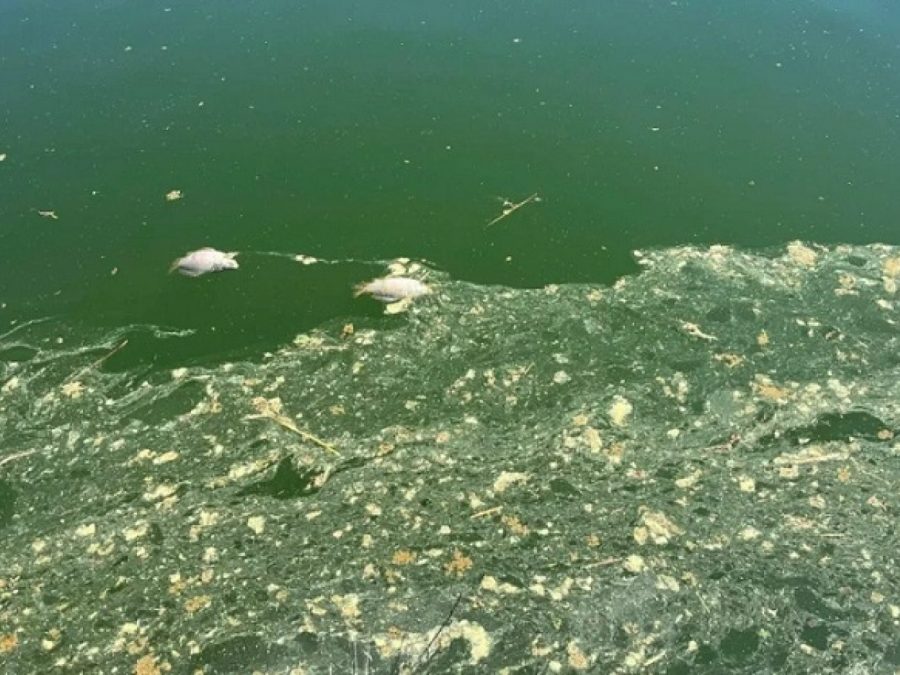 Δήμος Ιωαννιτών: Αβάσιμες οι καταγγελίες για τη διαχείριση των νεκρών ψαριών