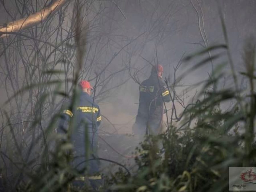 Δεκαετής απαγόρευση βόσκησης σε υπό αναδάσωση περιοχές της Πρέβεζας και του Ζηρού