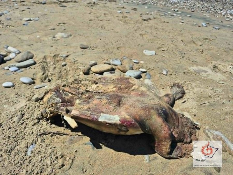 Νεκρή θαλάσσια χελώνα στον Φάρο του Μύτικα