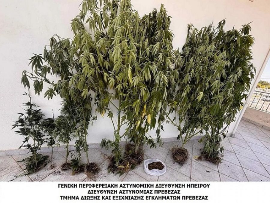 Χειροπέδες για καλλιέργεια και κατοχή ναρκωτικών σε περιοχή της Πρέβεζας