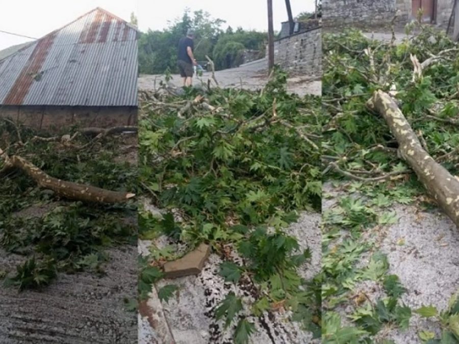  Έσπασε ο τεράστιος πλάτανος στους Δρυμάδες